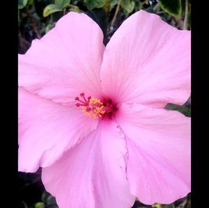 Meet your Posher, Monica